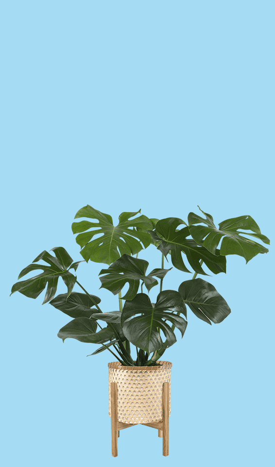 Plant_Banner_