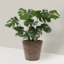 Plants_cmp